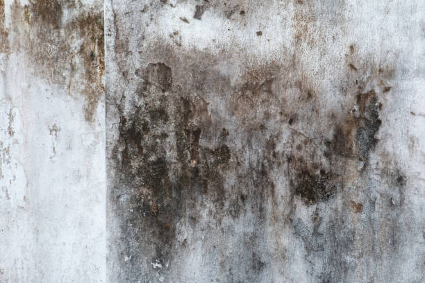 Mold Odor Removal Services in Bristol, IN
