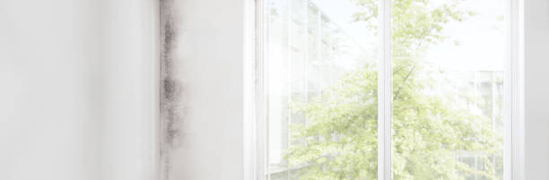 Environmental Consulting for Mold Prevention in Bristol, IN