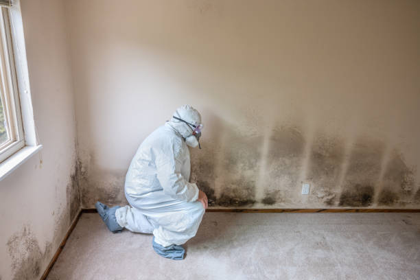 Best Attic Mold Removal  in Bristol, IN