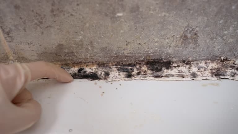 Best Environmental Consulting for Mold Prevention  in Bristol, IN